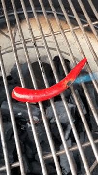 peper.gif