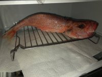 IMG_4660.jpeg