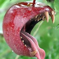 Appeltje